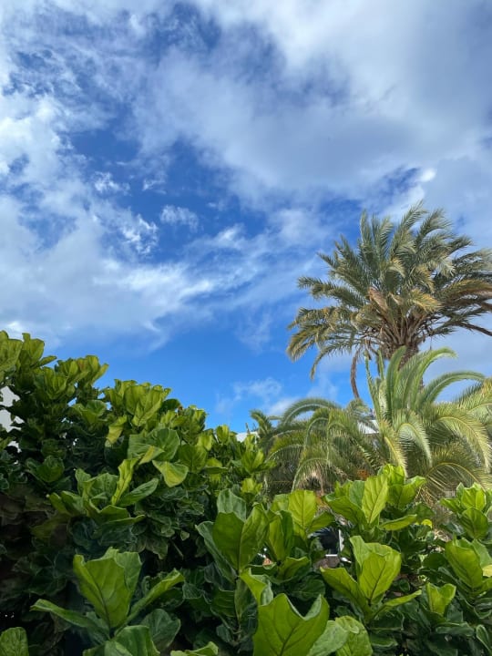 Gartenanlage allsun App.-Hotel Esquinzo Beach
