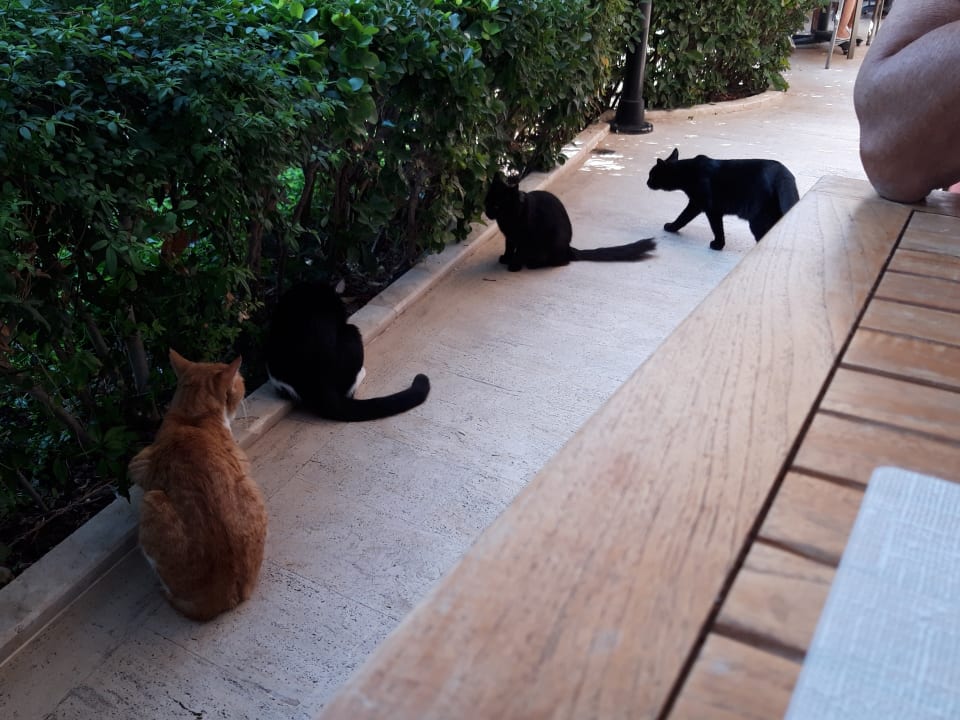 Gastro Labranda Alantur Resort