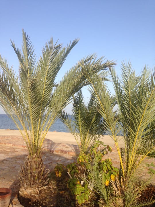 Gartenanlage Three Corners Equinox Beach Resort