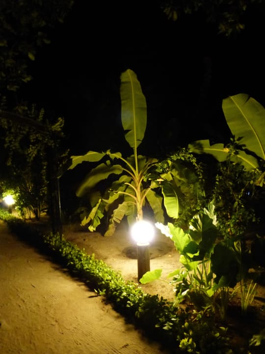 Bananenbaum Angaga Island Resort