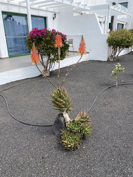 Gartenanlage Hotel Hyde Park Lane