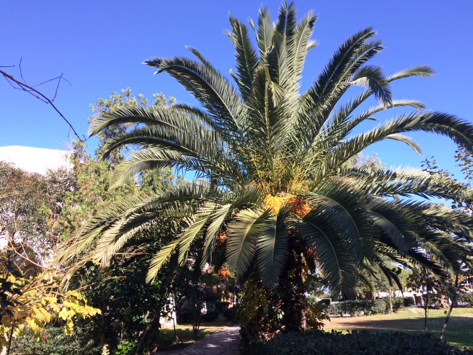 Gartenanlage Apollonia Beach Resort & Spa