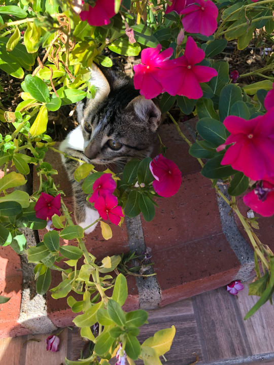 Gartenanlage VONRESORT Golden Beach