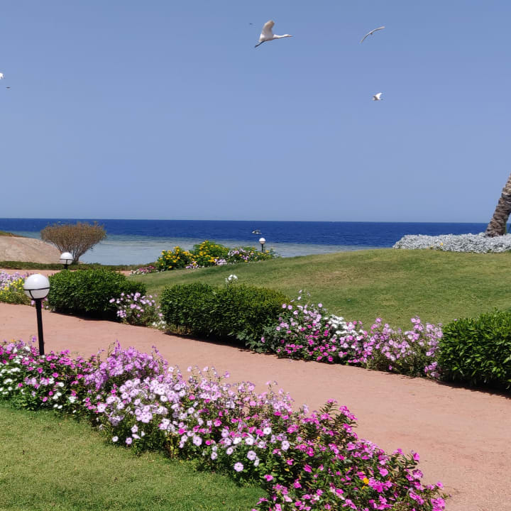 Gartenanlage Three Corners Equinox Beach Resort