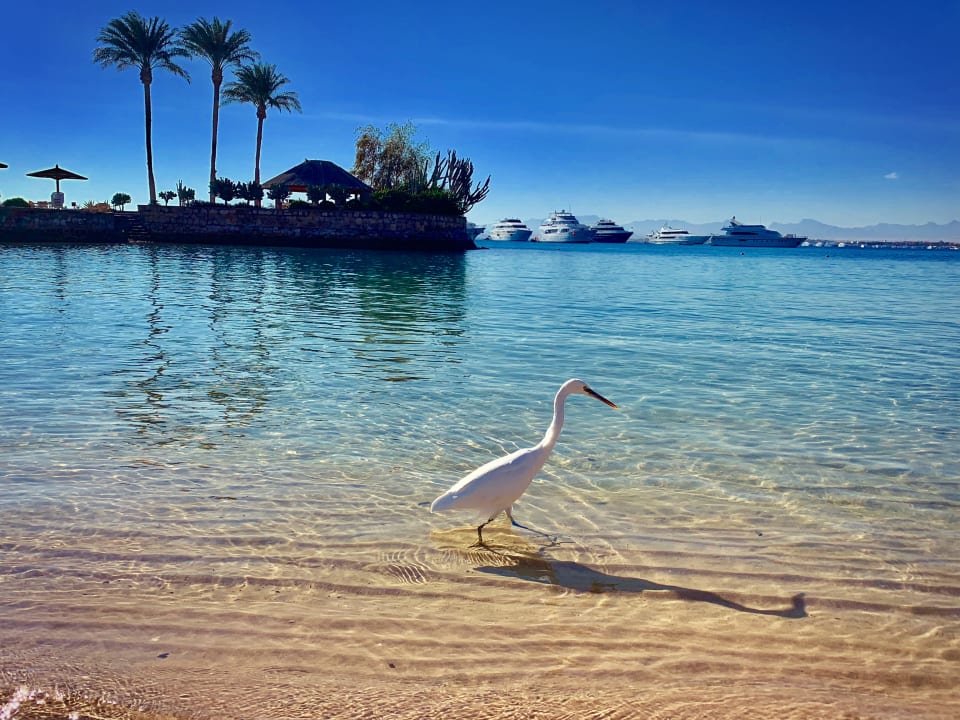 Strand Marriott Hurghada Beach Resort