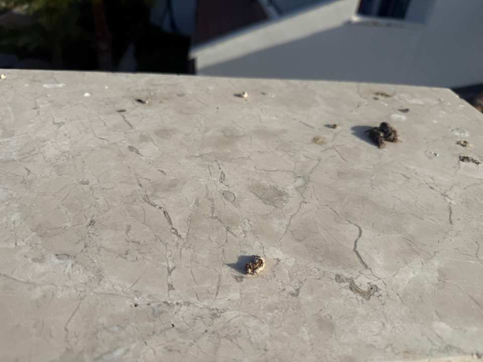 Zimmer Belek Beach Resort Hotel