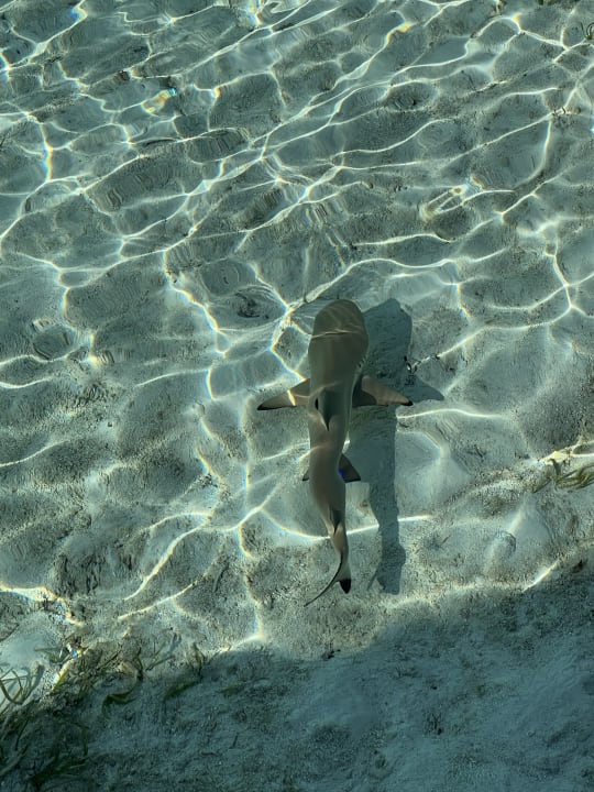 Strand Gili Lankanfushi Resort