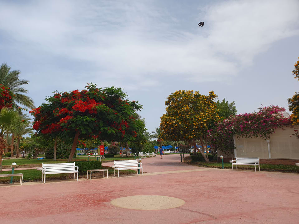 Gartenanlage Desert Rose