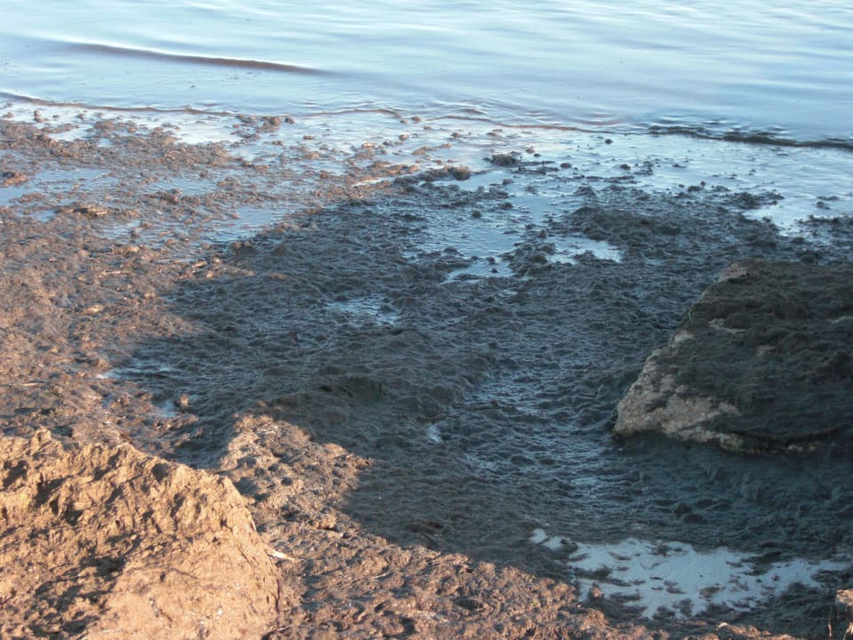 Meer/Strand Hotel Bravo Djerba