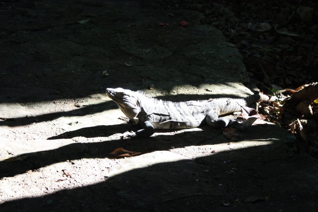 Leguan Iberostar Waves Tucan
