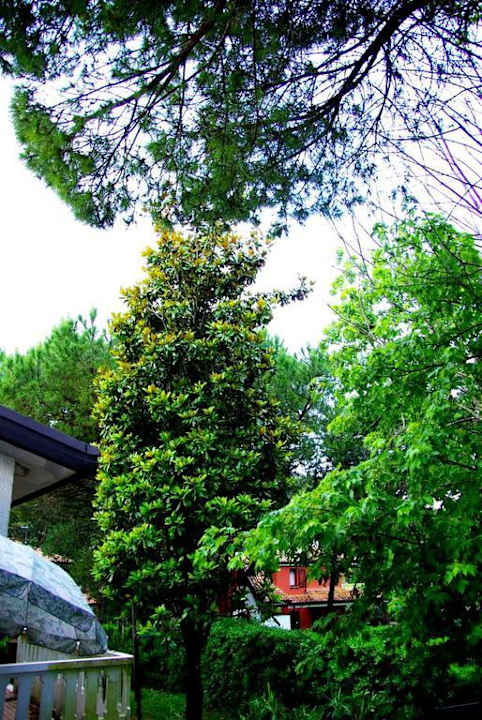 Villa Erika und was dazu gehört Villa Erica