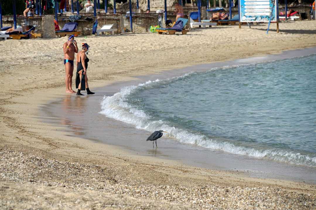 Wunderschöne Vögel Pensée Royal Garden Beach Resort