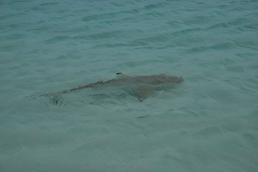Hai in der Lagune Kuramathi Maldives