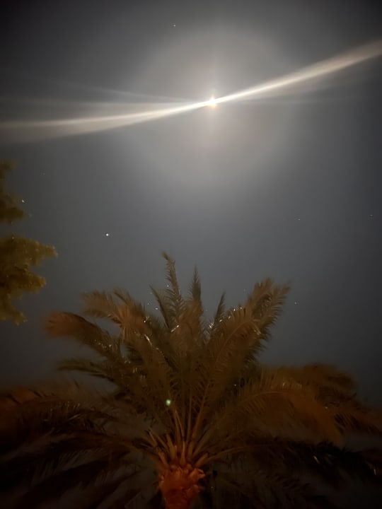 Sonstiges Desert Rose