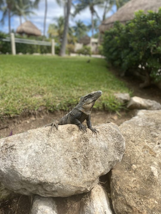 Gartenanlage Grand Palladium Select White Sand Resort & Spa