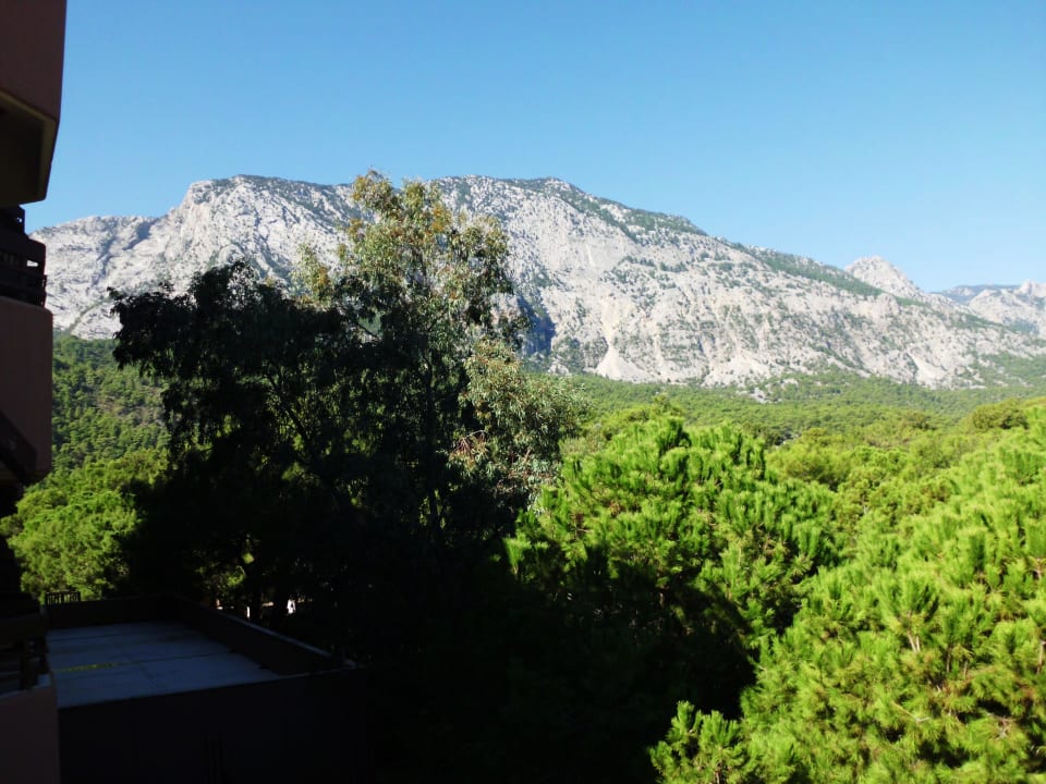 Taurusgeb. Balmy Foresta