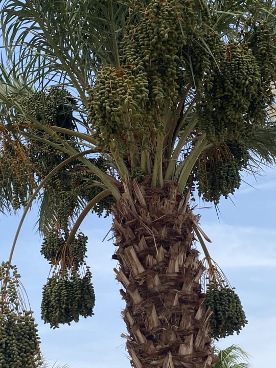 Gartenanlage Lotus Bay Beach Resort