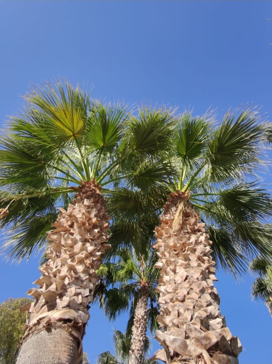 Außenansicht Cala Llenya Resort Ibiza