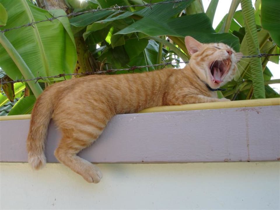 Garfield im Stress Phuket Lotus Lodge