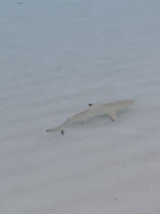 Strand Hotel Riu Atoll