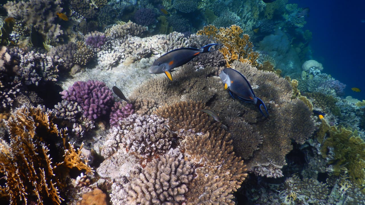 Sport & Freizeit Serenity Alpha Beach