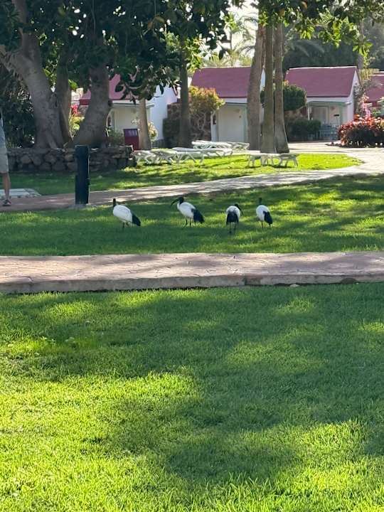 Gartenanlage Aldiana Club Fuerteventura