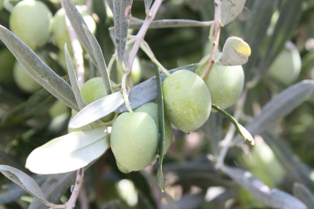 Club Ali Bey Manavgat Ali Bey Club