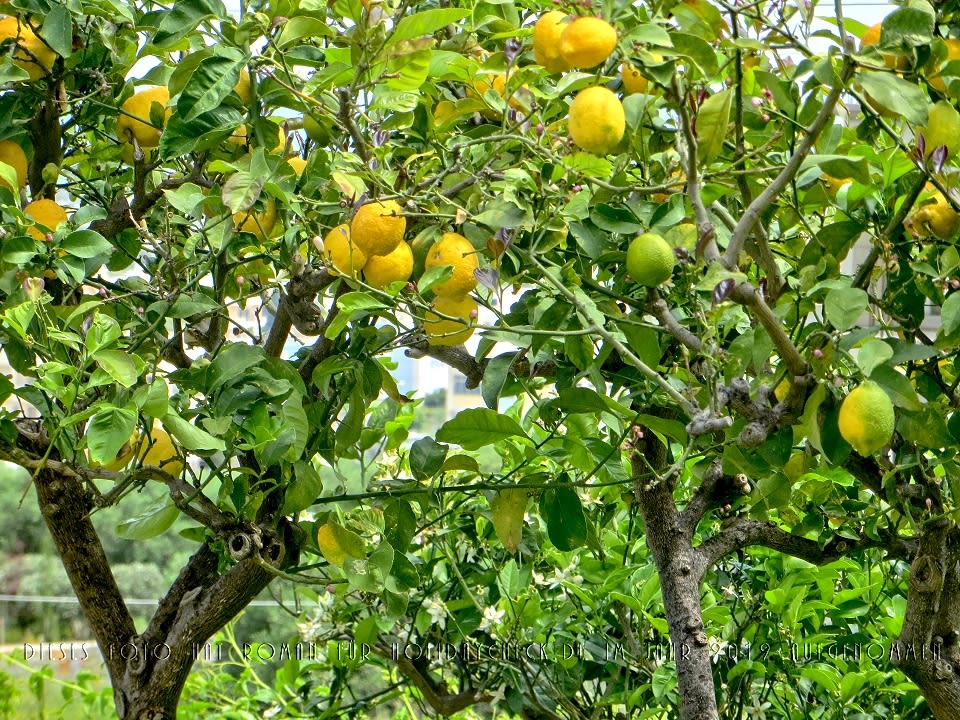 Gartenanlage Hotel Villa Mare Monte