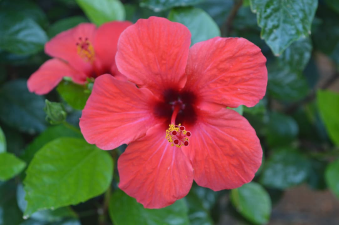 Gartenanlage TUI SUNEO Chrissi Amoudia