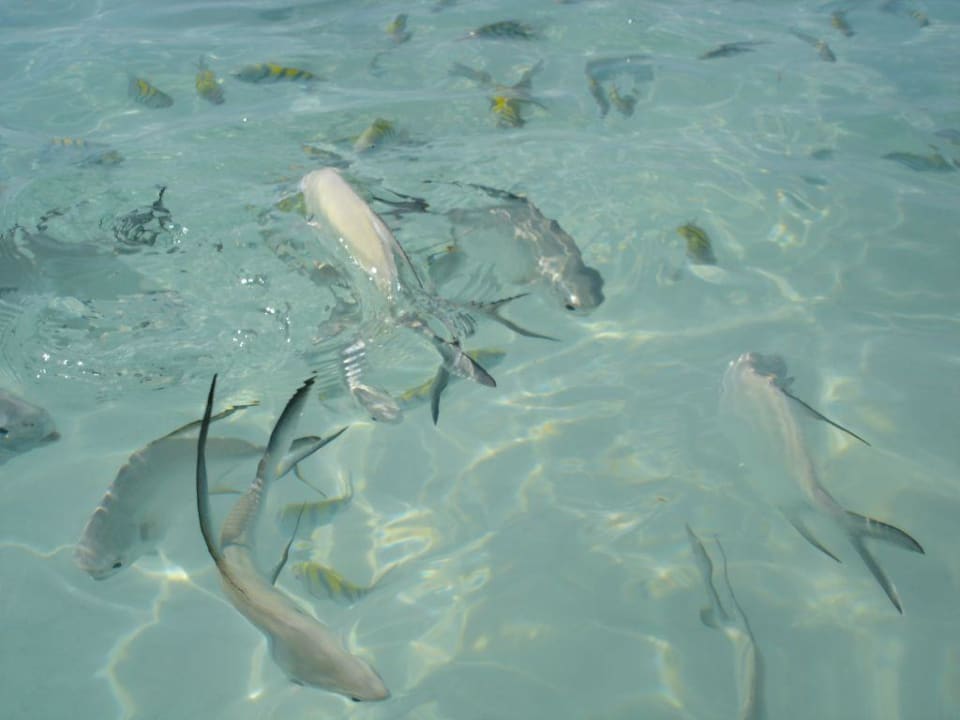 Eine weitere Fischart vor Akumal Akumal Bay Beach & Wellness Resort