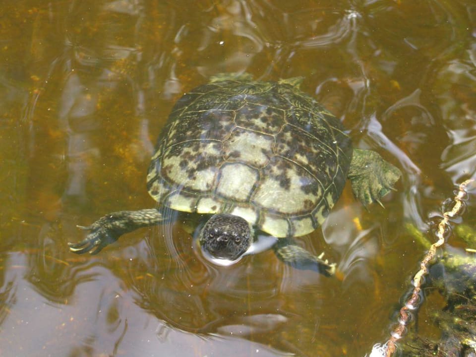 Schildkröte Wyndham Alltra Samana