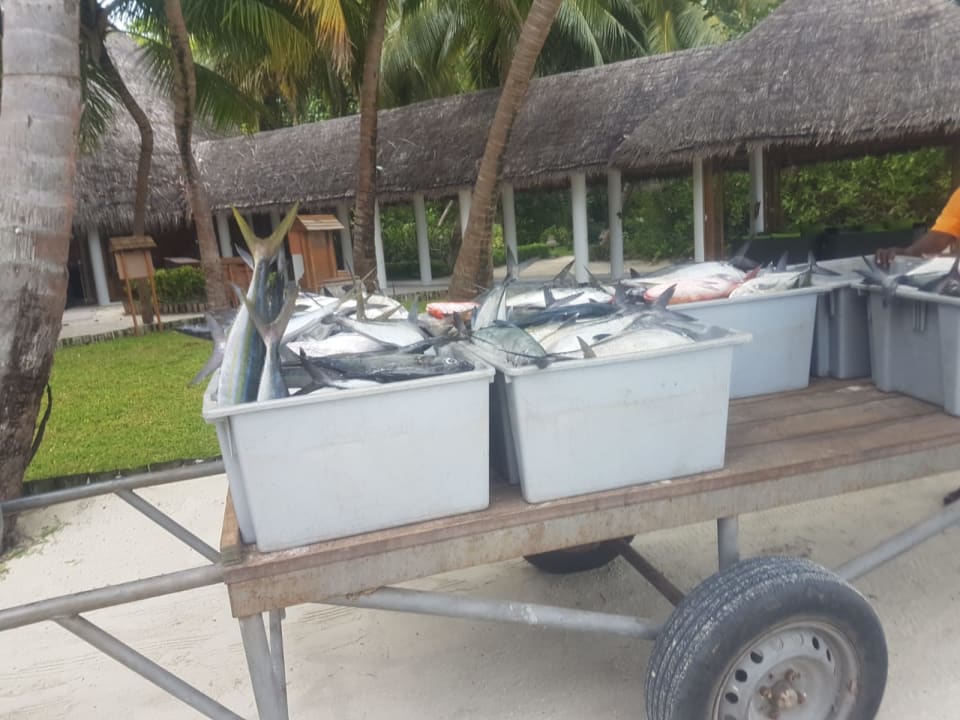 Gastro Veligandu Maldives Resort Island