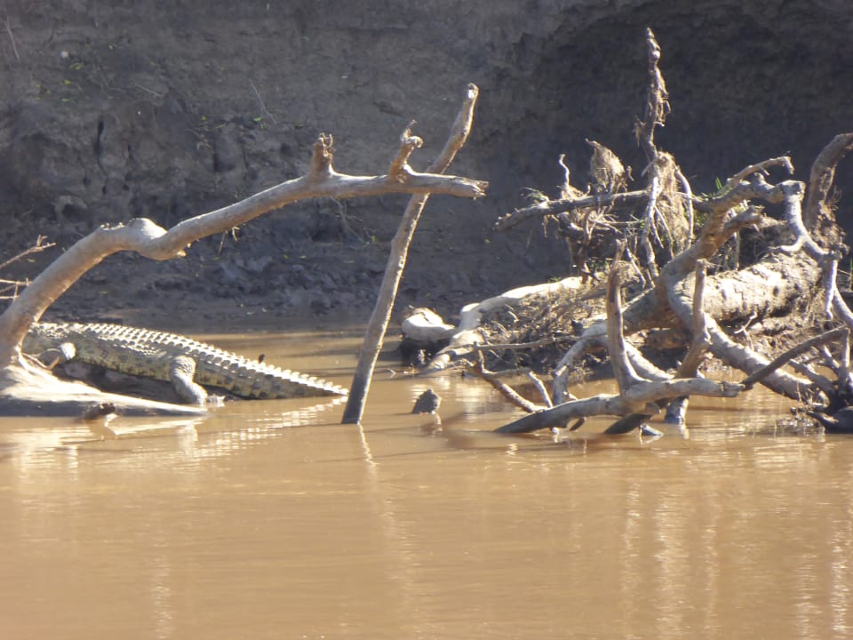 Sonstiges Royal Mara Safari Lodge