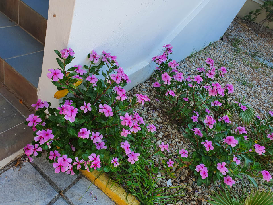 Gartenanlage Corali Hotel