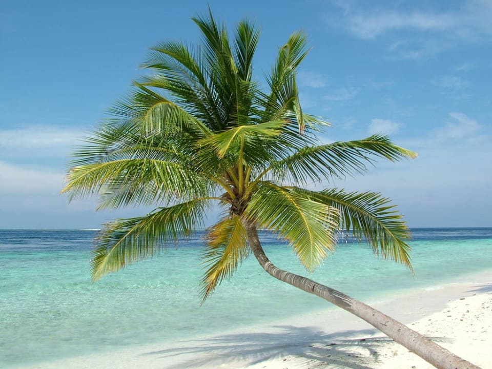Lieblingspalme Filitheyo Island Resort