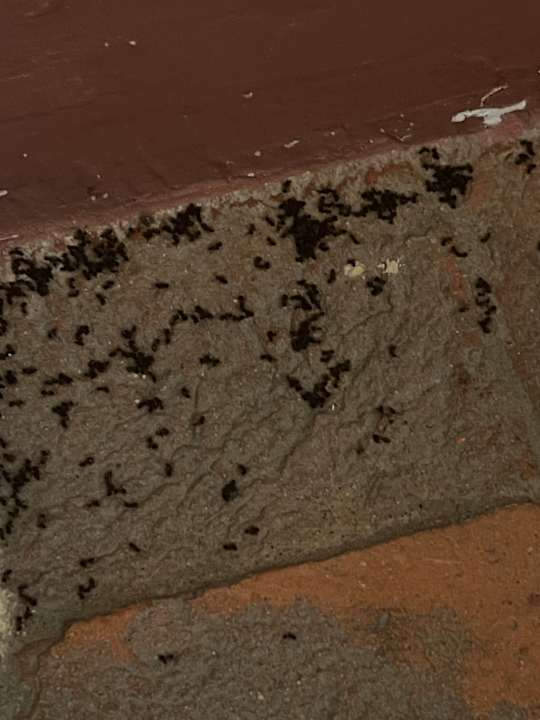 Zimmer BORGO GIUSTINIANI Mora Pero Melo