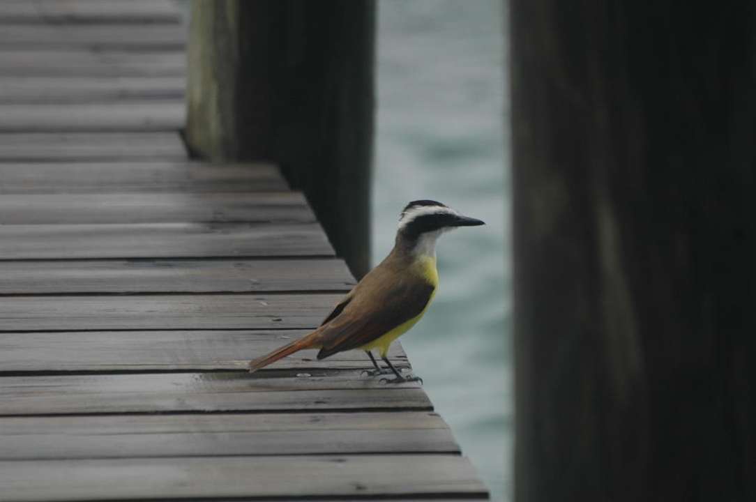 Besucher auf dem Anlegesteg Casa Acuario