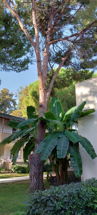 Gartenanlage Club Sidelya Hotel