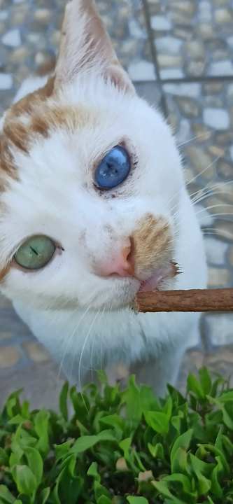 Zimmer Giftun Azur Resort