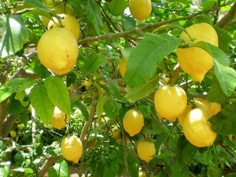 Zitronenbaum Finca Sa Carrotja - Adults only