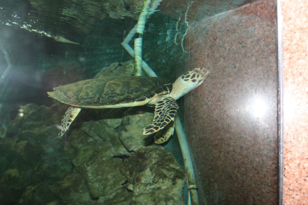 Аквариум Stella Garden Resort & Spa, Makadi Bay