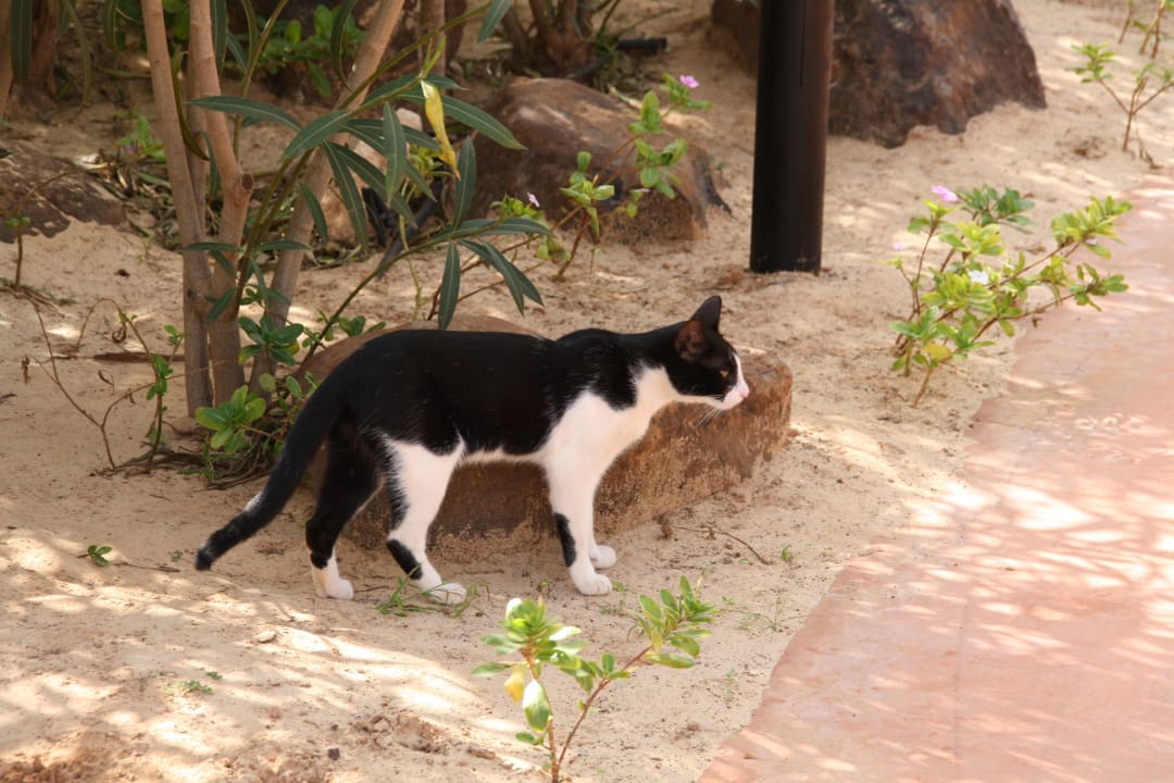 Koty na posterunku Hotel Riu Touareg