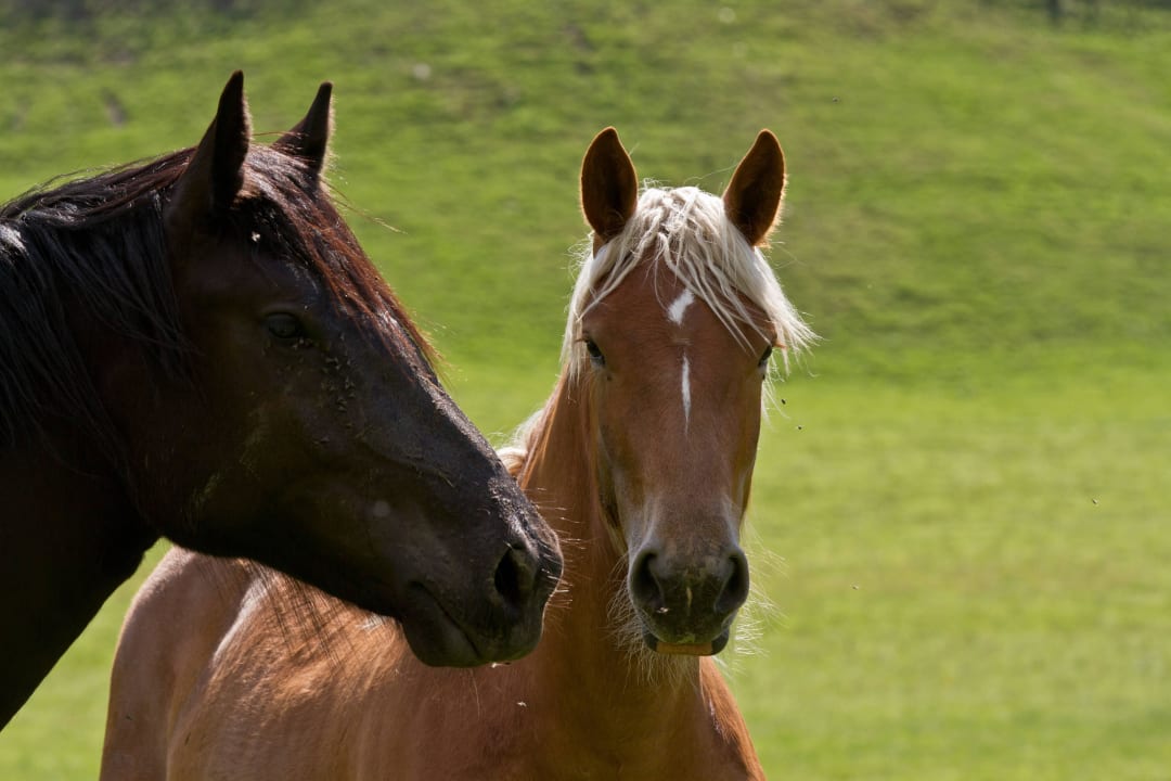 Pferdewelt Zittrauerhof Comfort-Farm Zittrauerhof
