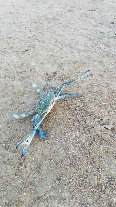 Strand Mövenpick Resort & Spa El Gouna