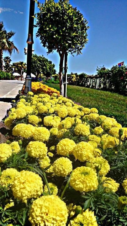 Garten mit vielen Blumen Diamond Excellence Resort & Spa