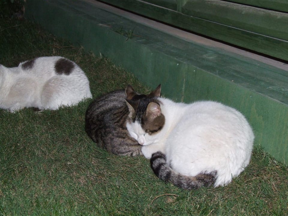 Mitbewohner Voyage Belek Golf & Spa