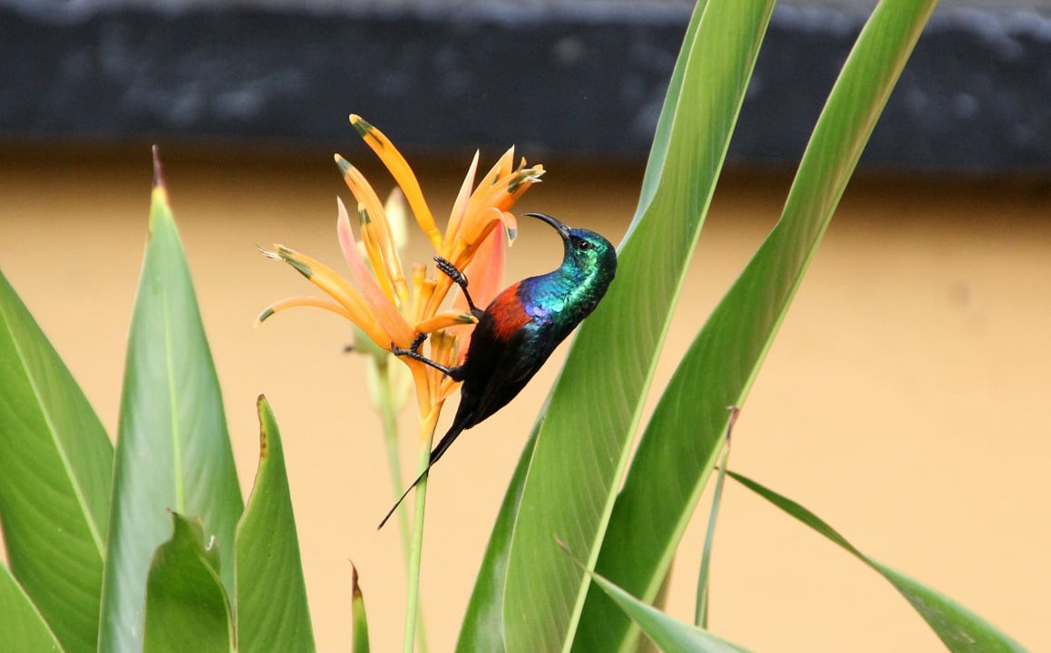 Gartenanlage Airport Guesthouse Entebbe