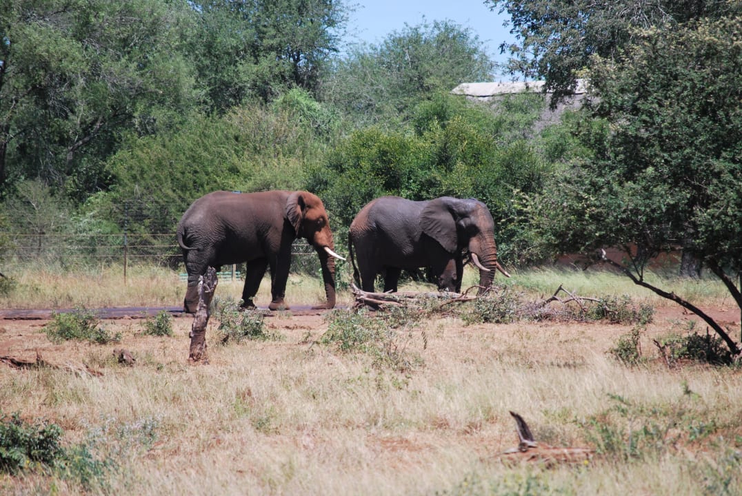 Elefanten vor der Lodge Tremisana Game Lodge