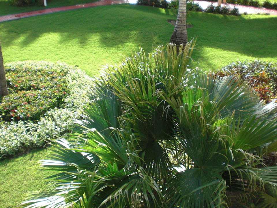 Gepflegte Gartenanlage Grand Palladium Select Bávaro Resort & Spa