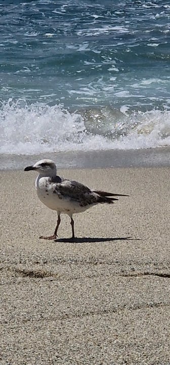 Strand Hotel Villaggio Il Gabbiano
